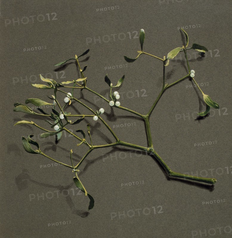 Viscum album L (Mistletoe), c1870-1920. Creator: Harold Drinkwater.