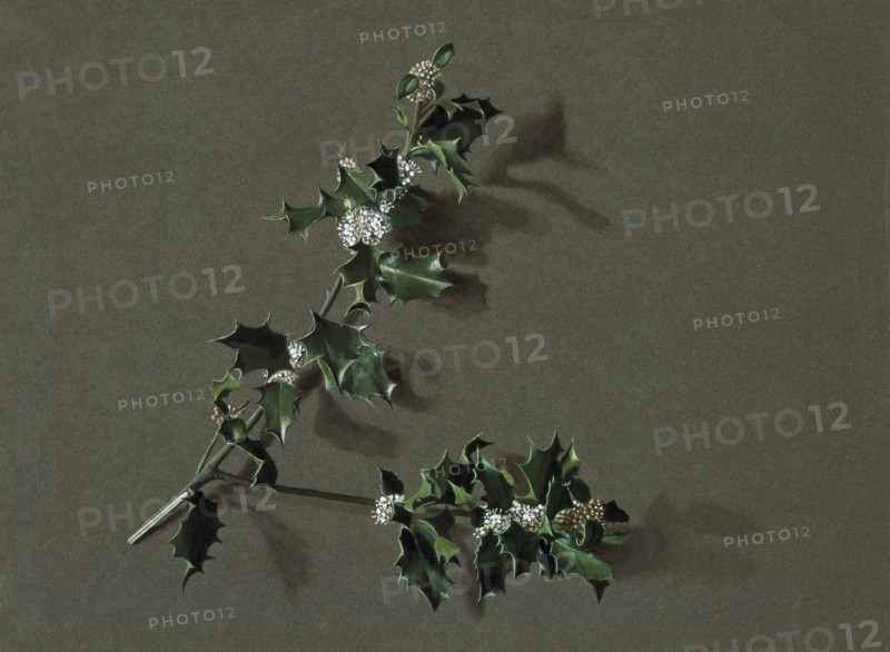 Ilex aquifolium L. (Common Holly), c1870-1920. Creator: Harold Drinkwater.