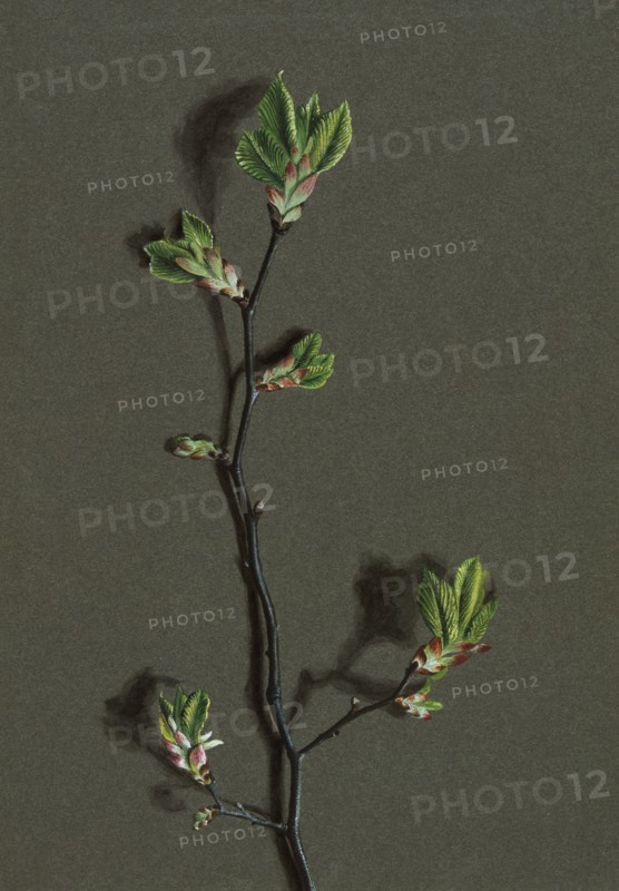 Ulmus glabra Huds (Wych Elm), c1870-1920. Creator: Harold Drinkwater.