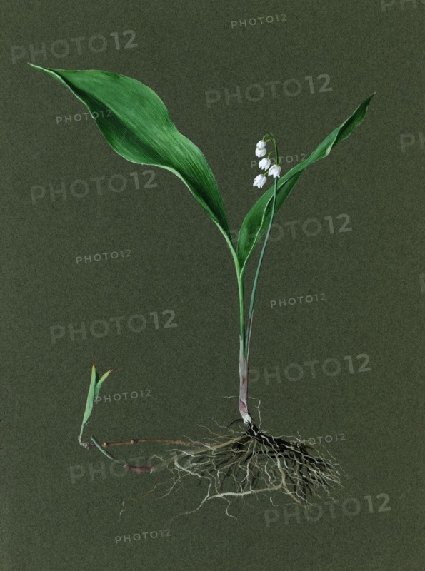 Convallaria majalis (Lily of the Valley), c1870-1920. Creator: Harold Drinkwater.
