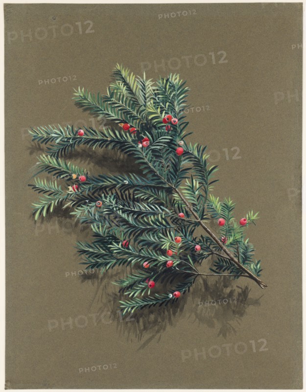 Taxus baccata L. (Yew), c1903 -1915. Creator: Harold Drinkwater.