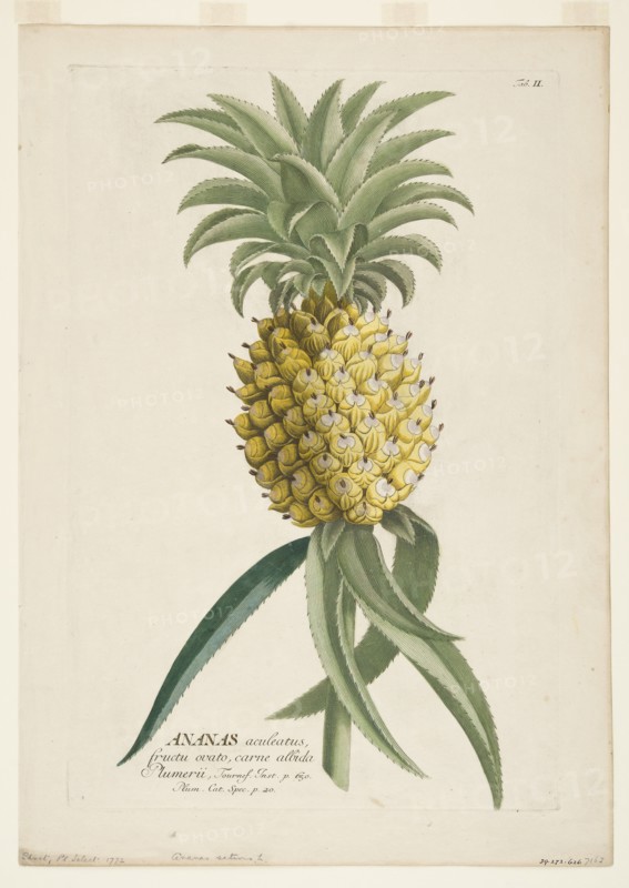 Ananas sativus, (Pineapple), c1740-1770. Creator: Georg Dionysius Ehret.