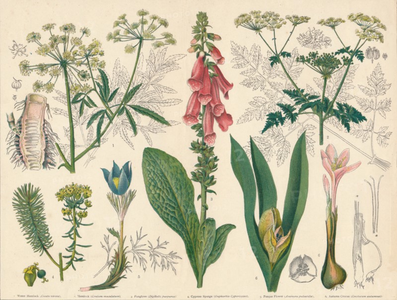 British Poisonous Plants', mid-late 19th century.