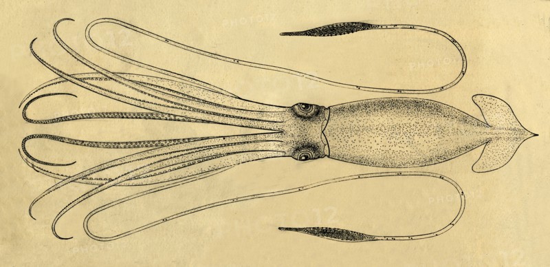A Diagram of the Giant Squid', 1881.