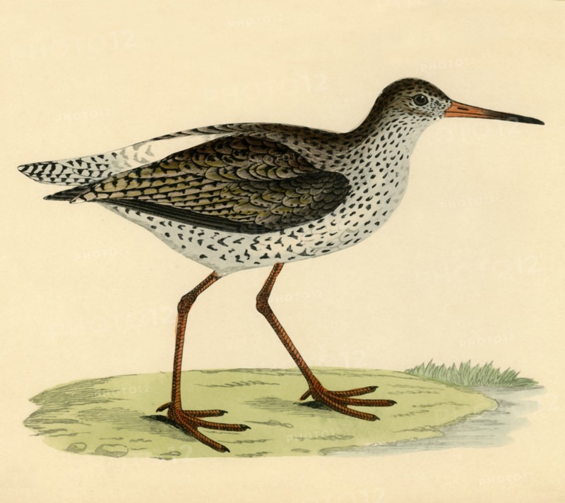 Redshank', late 19th century.