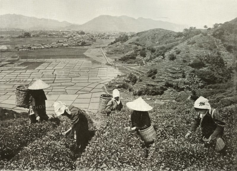 Tea on the Hills and Rice on the Plains', 1910.