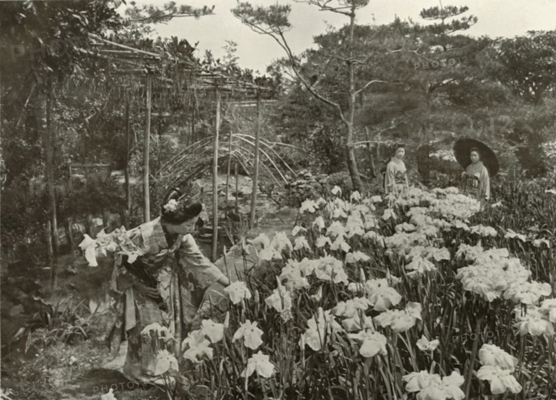 In An Iris Garden', 1910.