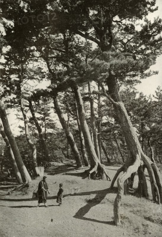 The Pines of Shizu-Ura', 1910.
