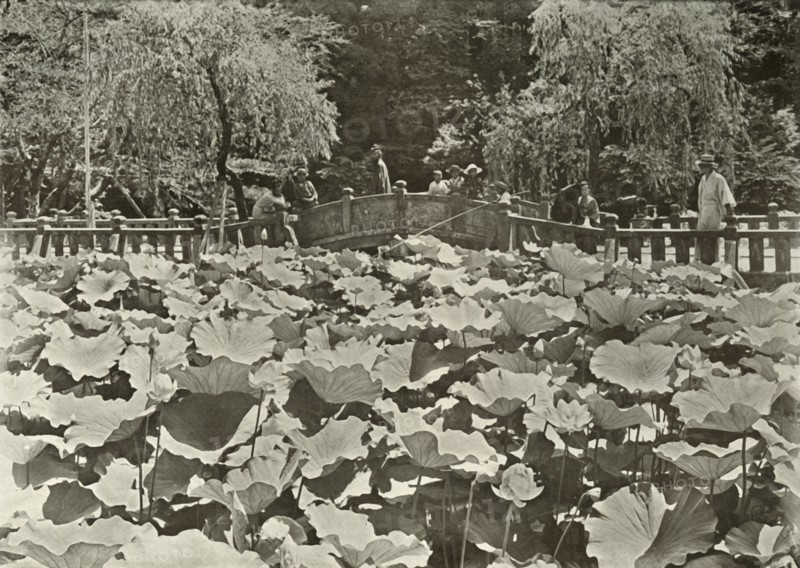 A Lotus Pond', 1910.
