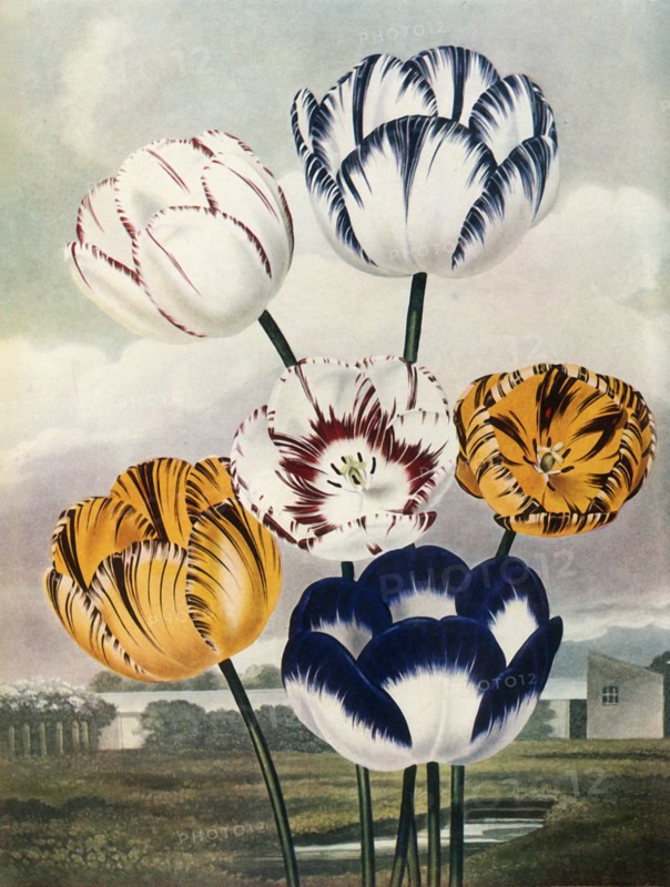 Tulips', c1802-1821, (1948).
