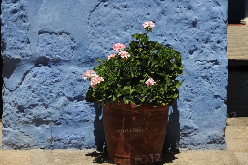 Santa Catalina Monastery, 2015.