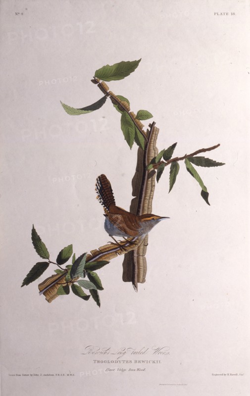 The Bewick's wren. From "The Birds of America", 1827-1838.