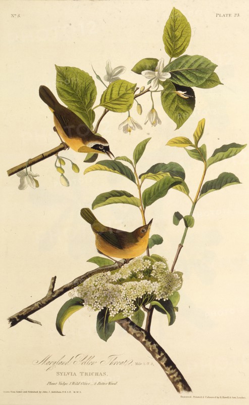 The Maryland Yellowthroat. From "The Birds of America", 1827-1838.