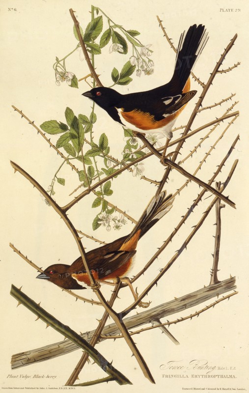 The eastern towhee. From "The Birds of America", 1827-1838.