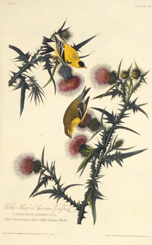 The American goldfinch. From "The Birds of America", 1827-1838.