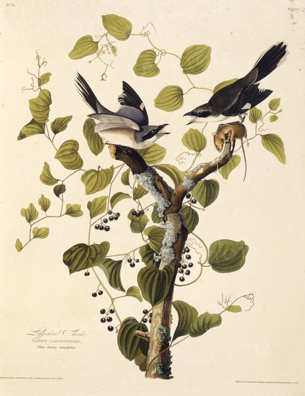 The loggerhead shrike. From "The Birds of America", 1827-1838.