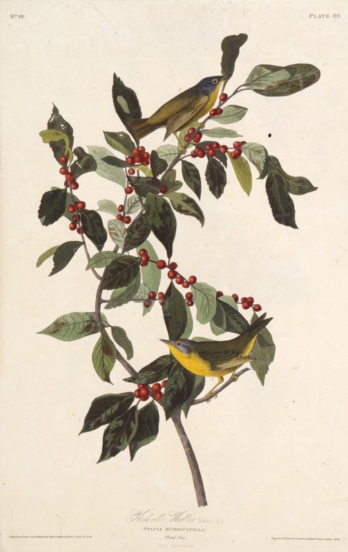 The Nashville warbler. From "The Birds of America", 1827-1838.