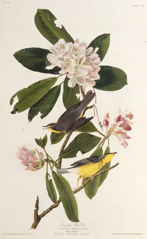 The Canada warbler. From "The Birds of America", 1827-1838.