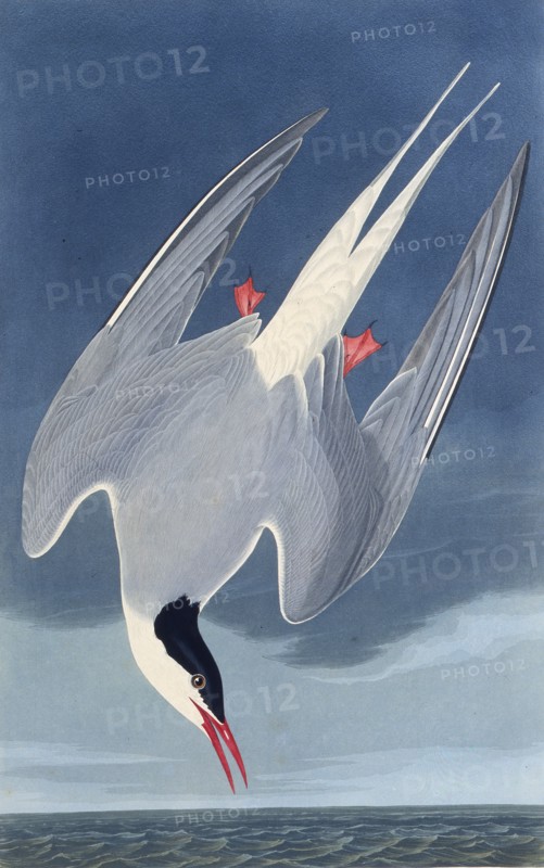 The Arctic tern. From "The Birds of America", 1827-1838.