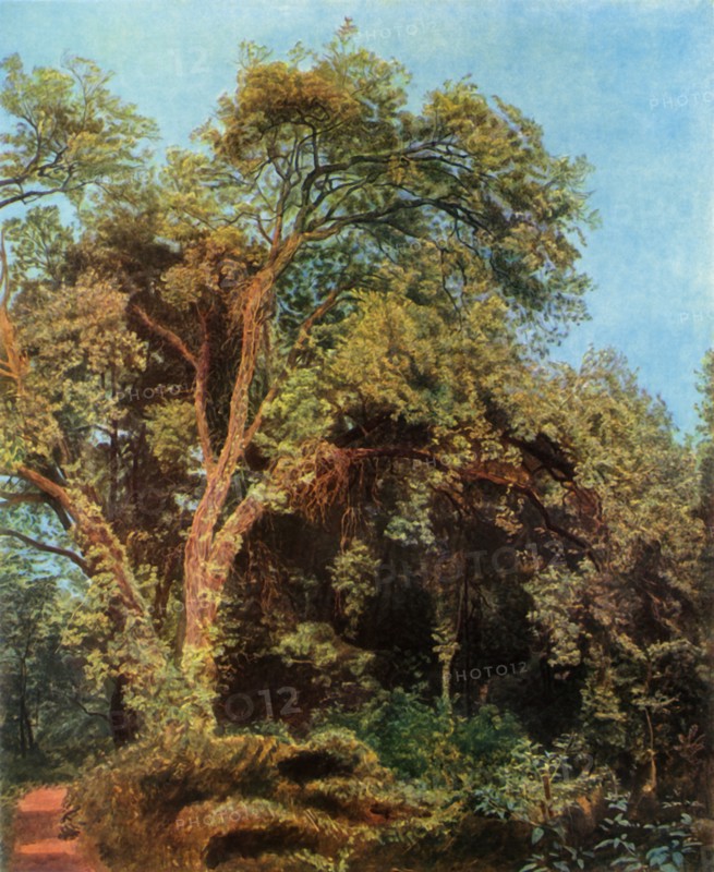 Tree in the Park', mid 19th century, (1965).