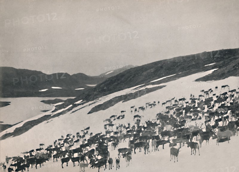 Reindeer on the Mountains', 1914.