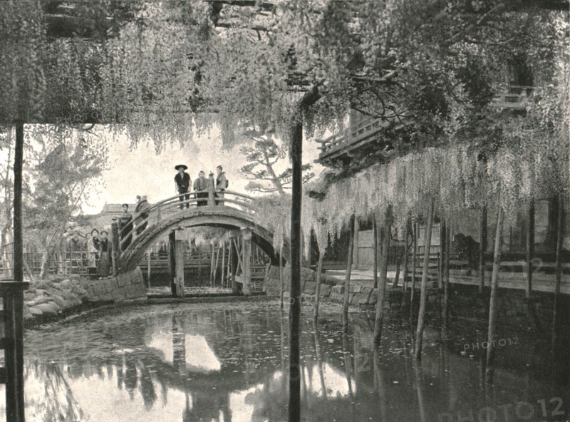 The Shinji-No-Ike Pond and wisteria', Kameido, Tokyo, Japan, 1895.