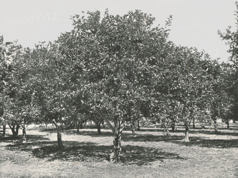An orange grove near the city, St Augustine, USA, 1895.