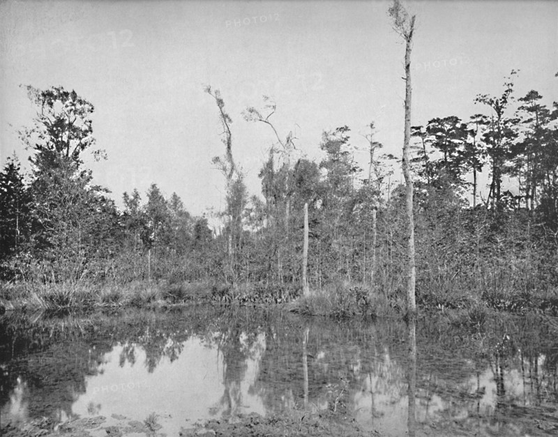 A Louisiana Swamp', c1897.