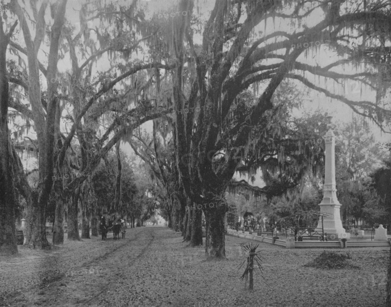 Hanging Moss on Live-Oak, Savannah, Georgia', c1897.