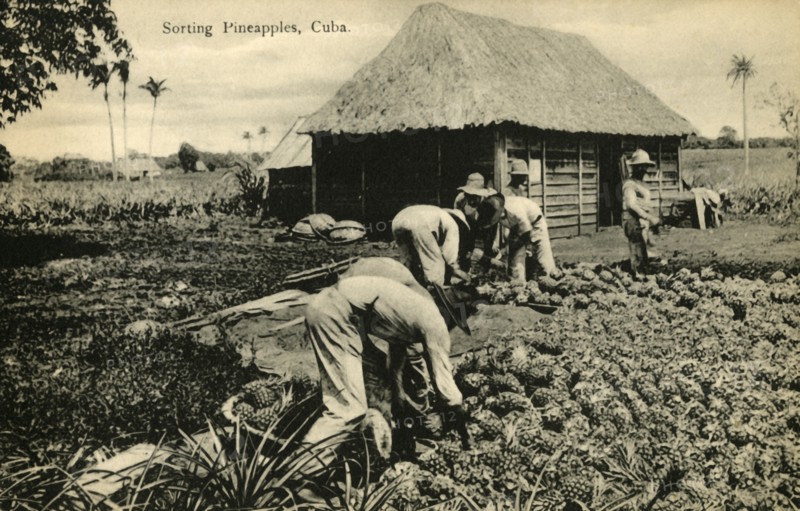 Sorting Pineapples, Cuba', late 19th-early 20th century.