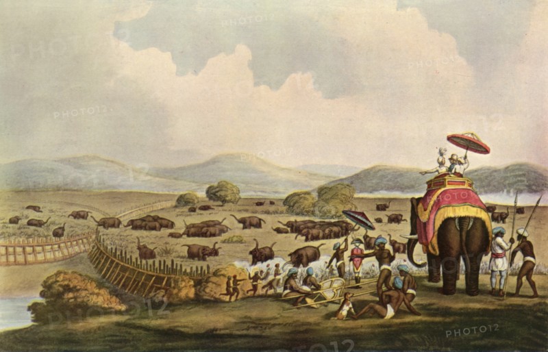 Sport in India - Driving Elephants Into A Keddah', c1808, (1901).