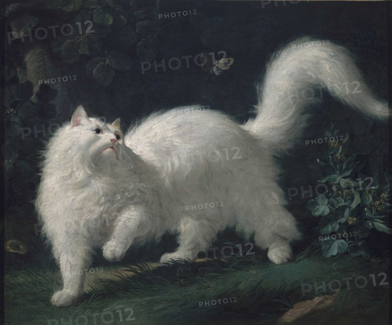 Angora cat chasing a butterfly, ca 1760.