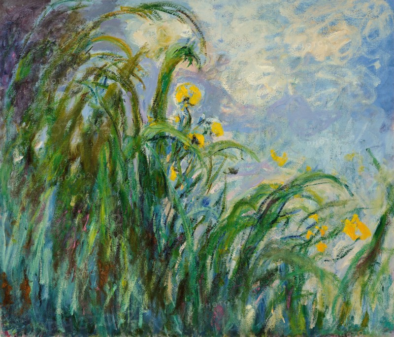 Yellow irises, c. 1925.