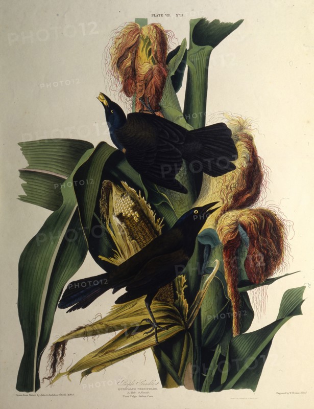 The common grackle. From "The Birds of America", 1827-1838.