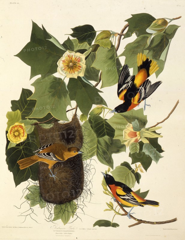The Baltimore oriole. From "The Birds of America", 1827-1838.