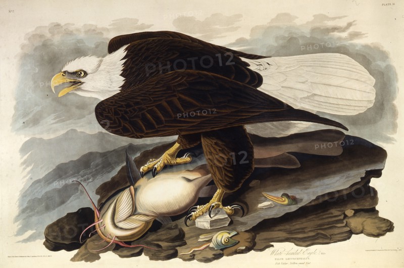 The bald eagle. From "The Birds of America", 1827-1838.
