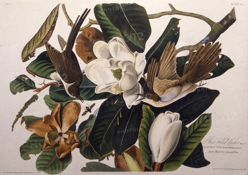 The black-billed cuckoo. From "The Birds of America", 1827-1838.