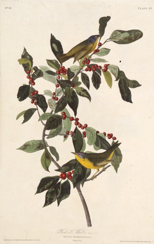 The Nashville warbler. From "The Birds of America", 1827-1838.