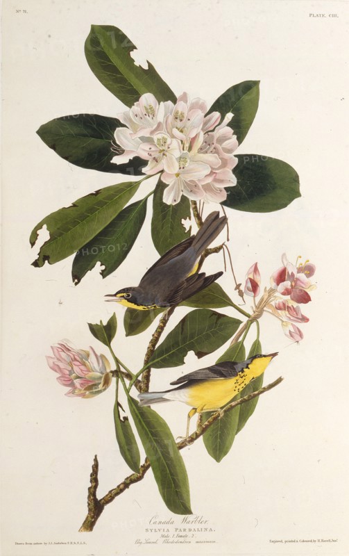 The Canada warbler. From "The Birds of America", 1827-1838.