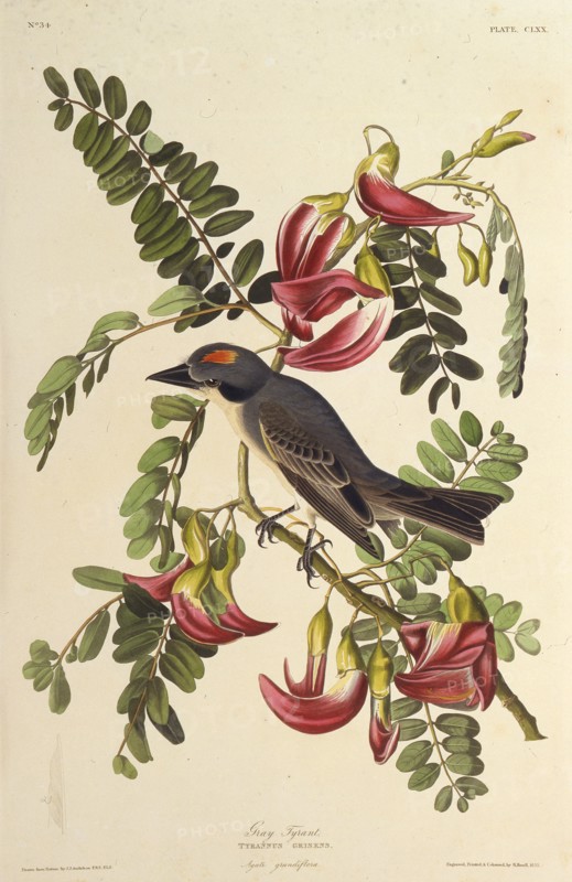 Gray Tyrant. From "The Birds of America", 1827-1838.