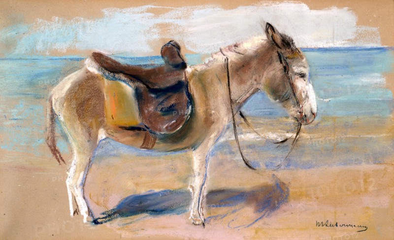 Donkey on the beach of Noordwijk, 1908.
