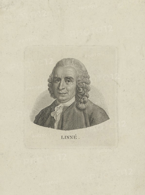Portrait of Carl Linnaeus (1707-1778), c. 1780.
