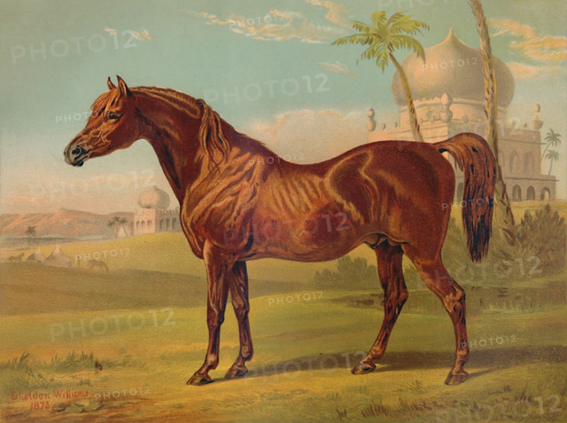 Goldie, High Class Arab', c1879.