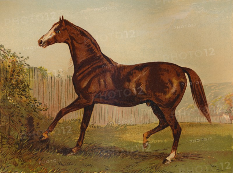 Thoroughbred Sire "Blair Athol", winner of the Derby & St Leger 1864', c1879.