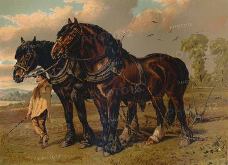 Clydesdale Stallion & Mare', c1879.