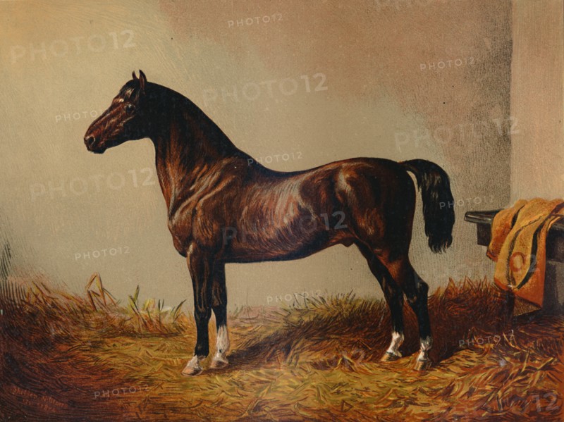 Entire Pony Hack "Don Carlos", c1897.