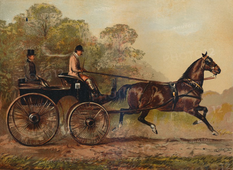 Single Harness Phaeton Horse "Columbine". Property of Charles Baynes Esq., 1872', c1879