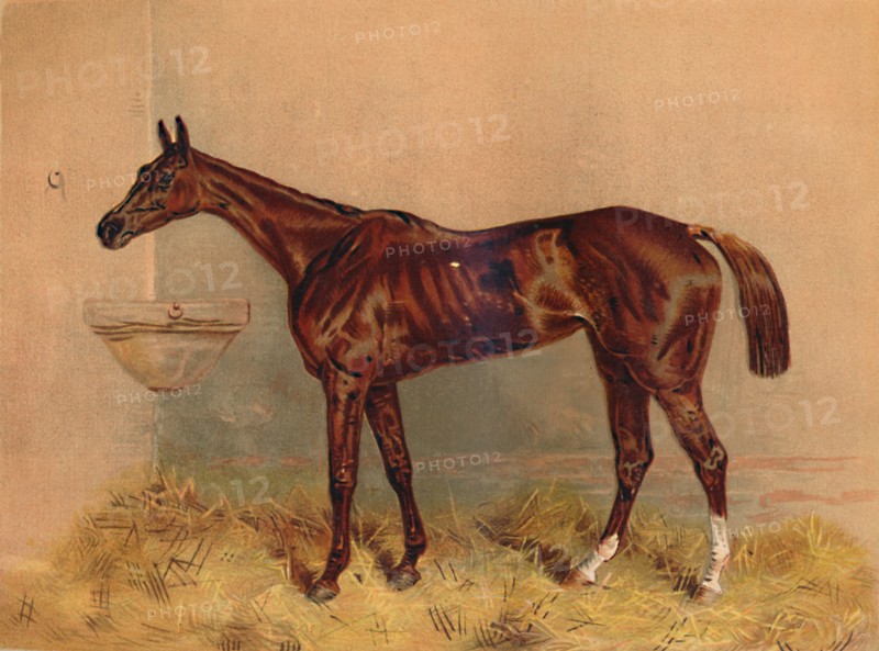 Emblem, Steeplechase Mare', c1879.