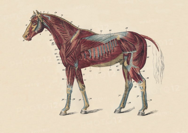 External Muscles and Tendons of the Horse's Body', c1879.