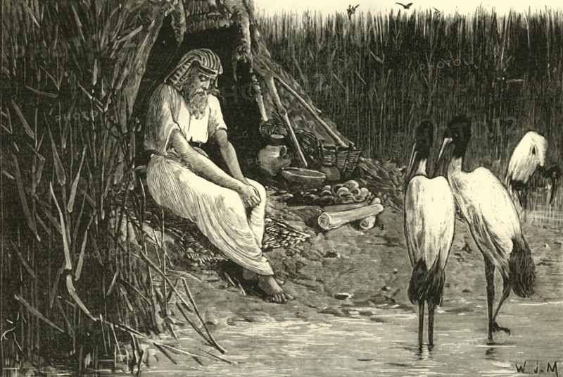 Anysis Concealed in the Marshes of the Delta', 1890.